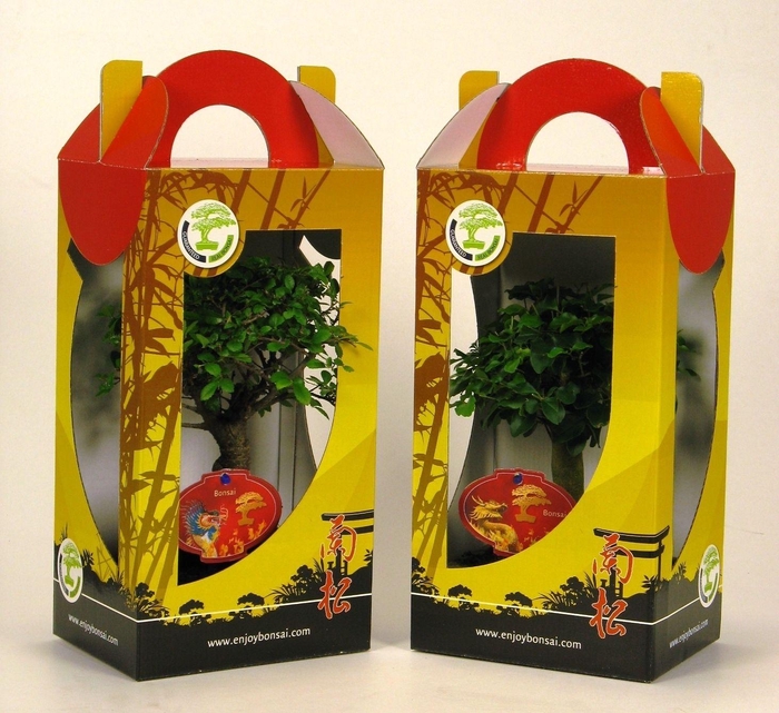 <h4>Bonsai mix in chinese giftbox 15 cm: Chinese New Year-Dragon etiket, with drip tray</h4>