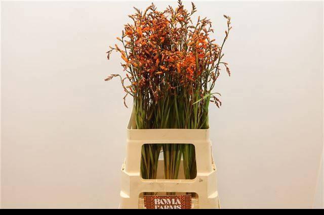 <h4>CROCOS LUCIFER</h4>