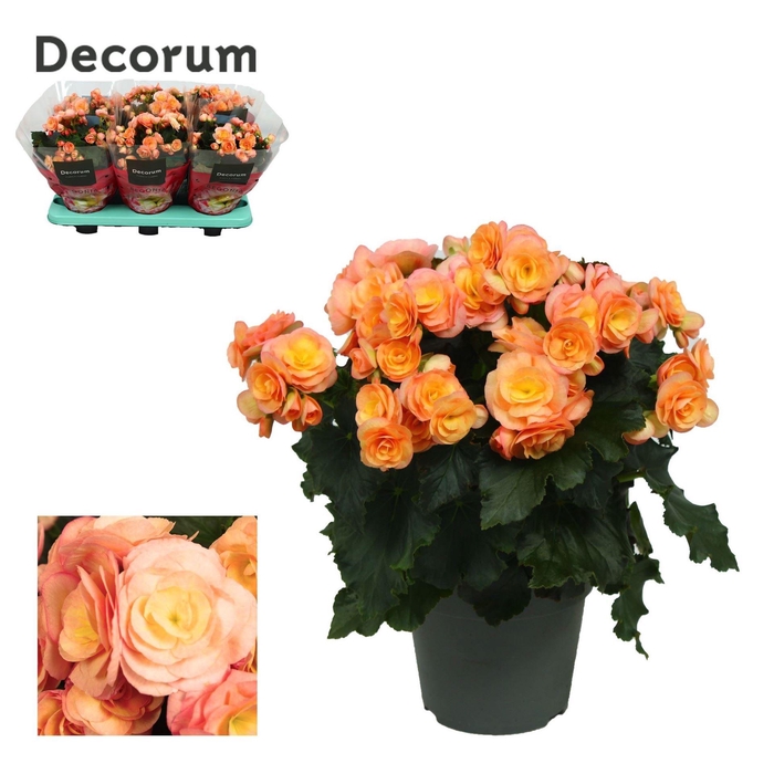 <h4>Begonia elat. DU 'Hailey Sunset'</h4>