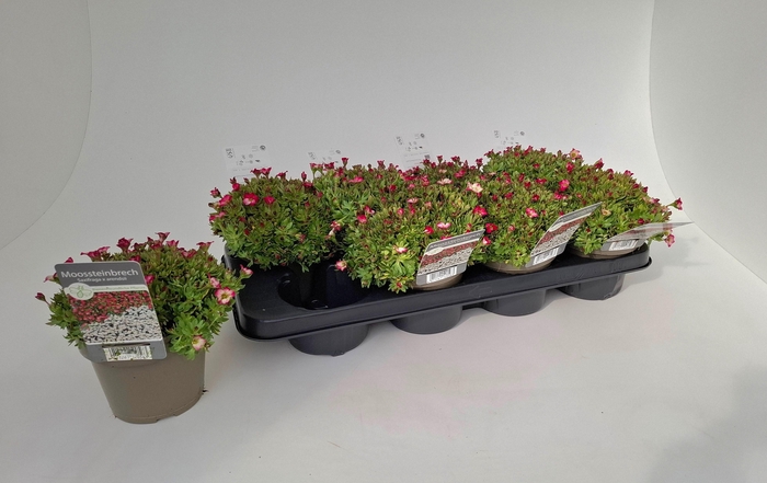 <h4>SAXIF ARENDSII</h4>