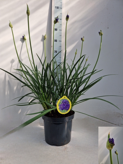 <h4>AGAPA FLOWER OF LOVE</h4>