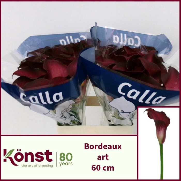 <h4>ZANT BORDEAUX ART</h4>