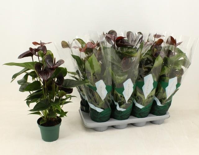 <h4>ANTHU AN ESSENCIA</h4>