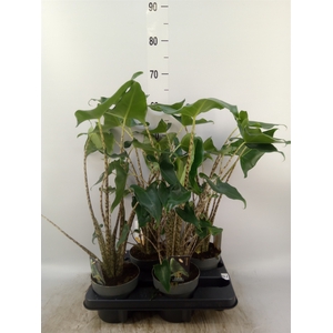 Alocasia zebrina 'Siberian Tiger'