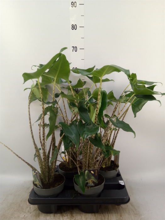 <h4>Alocasia zebrina 'Siberian Tiger'</h4>