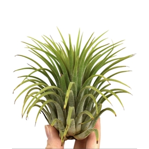 Airplant Tillandsia ionantha green xxxl