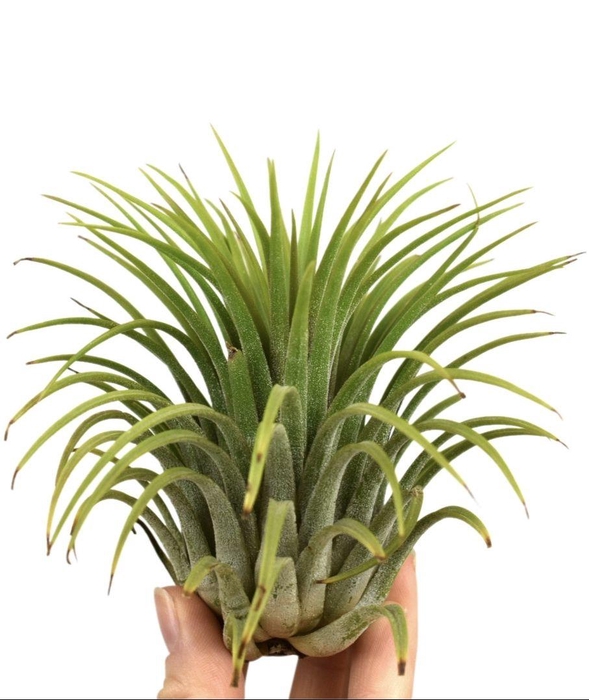 <h4>Tillandsia ionantha groen xxl</h4>