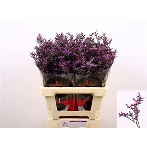 Lim Safora Dark Blue