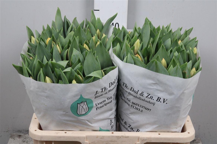 <h4>Tu En Marit</h4>