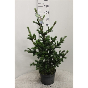 Picea pungens 'Lucky Strike' P26 potgekweekt