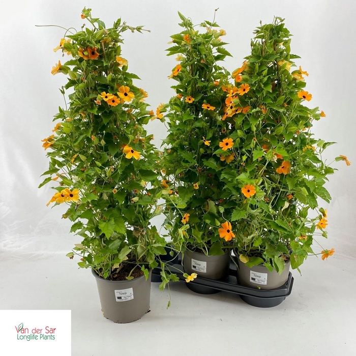 <h4>THUN SUZ ORANGE W EY</h4>