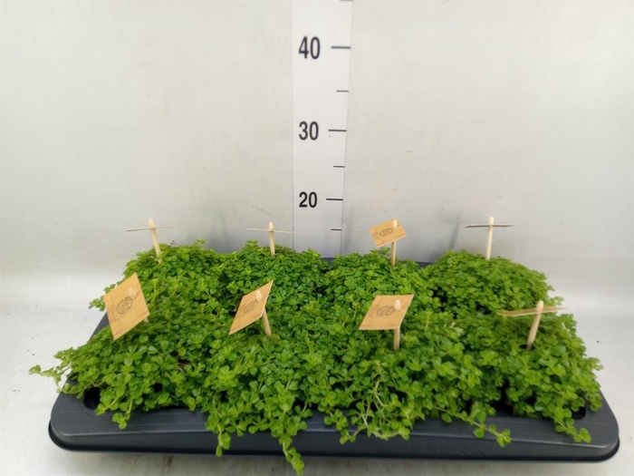 <h4>Pilea depressa</h4>