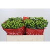 Hypericum Lucky Romance