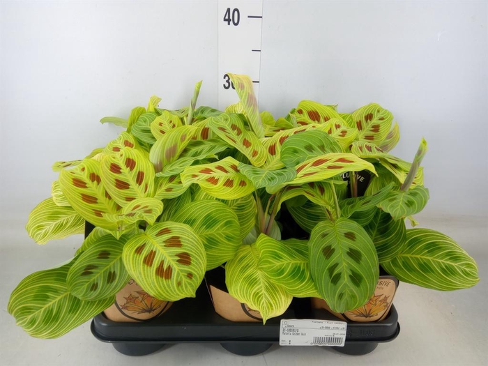 <h4>Maranta leuc.   ...</h4>