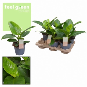 Philodendron Green Feel Green