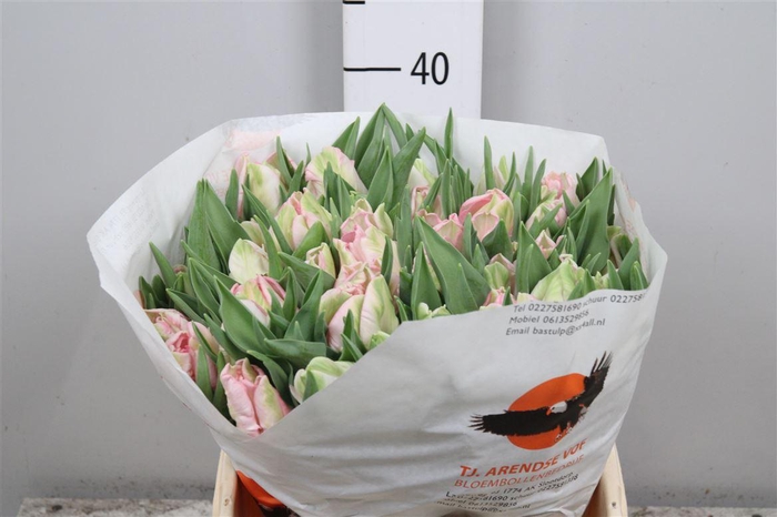 <h4>Tu Pa Zambesi</h4>