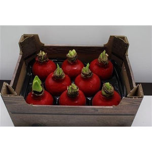Amaryllis Bol Rood