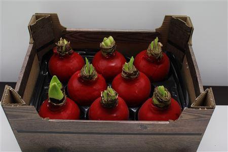 <h4>Amaryllis Bol Rood</h4>