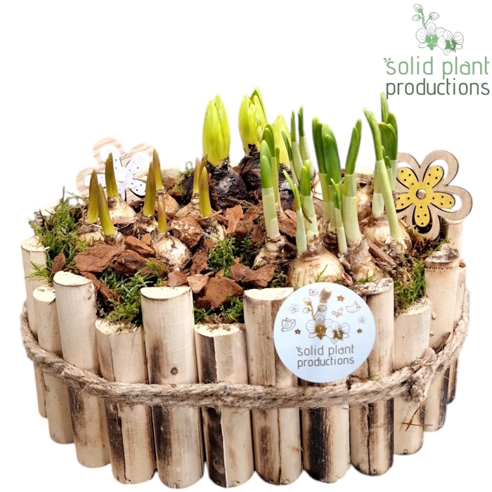 <h4>HHTM007 Bologna Large Bolmix</h4>