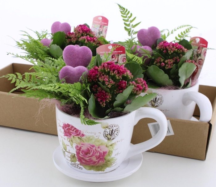 <h4>ARR KAMERPL</h4>