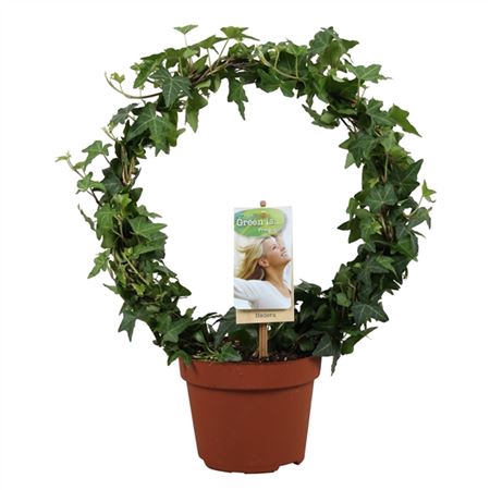 <h4>Hedera He Groen Enkele Boog A2</h4>