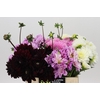 Dahlia Gemengd in fust