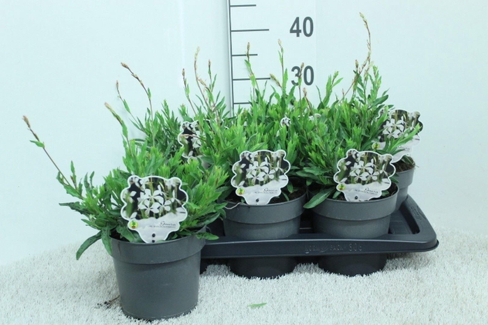 <h4>Gaura lindheimeri   ...</h4>