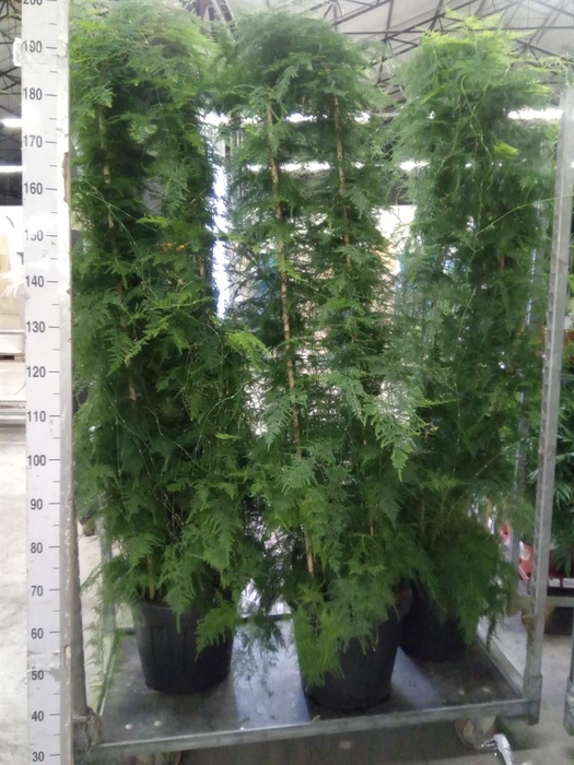 <h4>Asparagus   ...</h4>