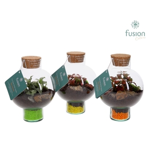 Green BottleLaura XSmall met Terrarium arrangement