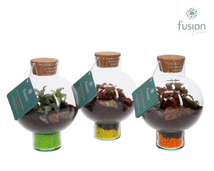 <h4>Green Bottle Laura XSmall met Terrarium arrangement</h4>