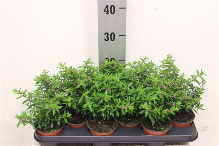 <h4>Cuphea hyssopifolia</h4>