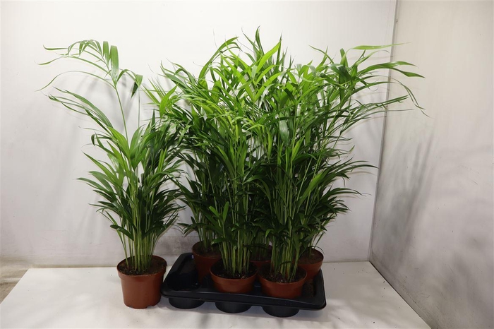 <h4>arr8 Dypsis Lutescens</h4>