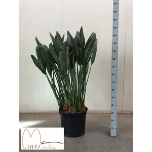 STRELITZIA REGIN BL