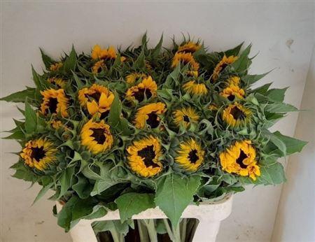 <h4>Helian An Sunrich Or Promo!!</h4>