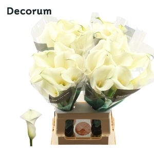 Zantedeschia captain ventura