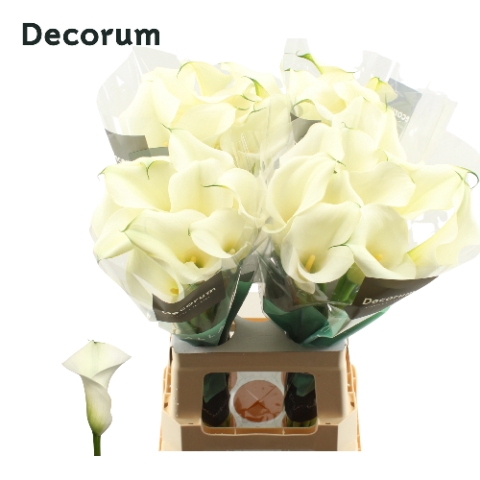 <h4>Zantedeschia captain ventura</h4>