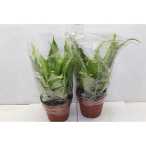 ASPLENIUM VARIADO P19