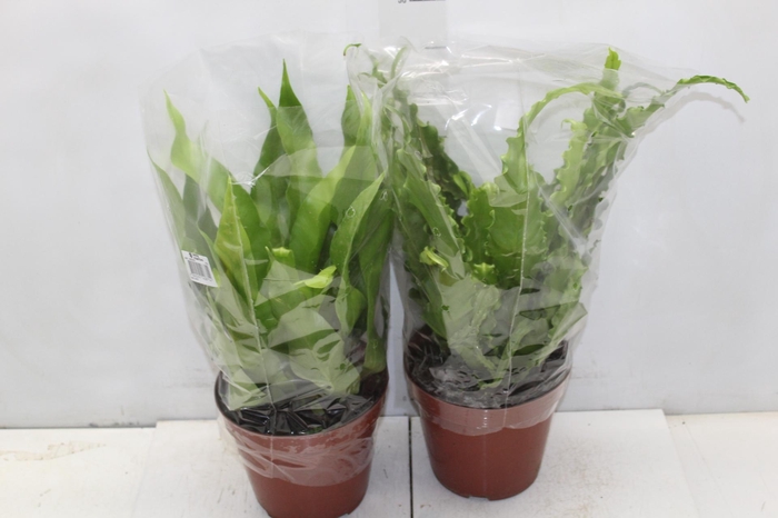 <h4>ASPLENIUM VARIADO P19</h4>