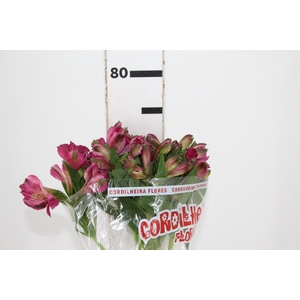 ALSTROEMERIA NAPOLI 080 CM