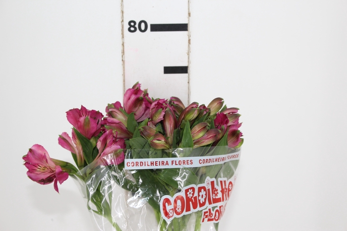 <h4>ALSTROEMERIA NAPOLI 080 CM</h4>