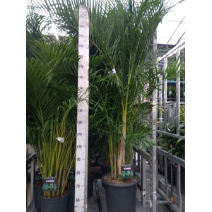 Dypsis lutescens   ...Chrysalidoca