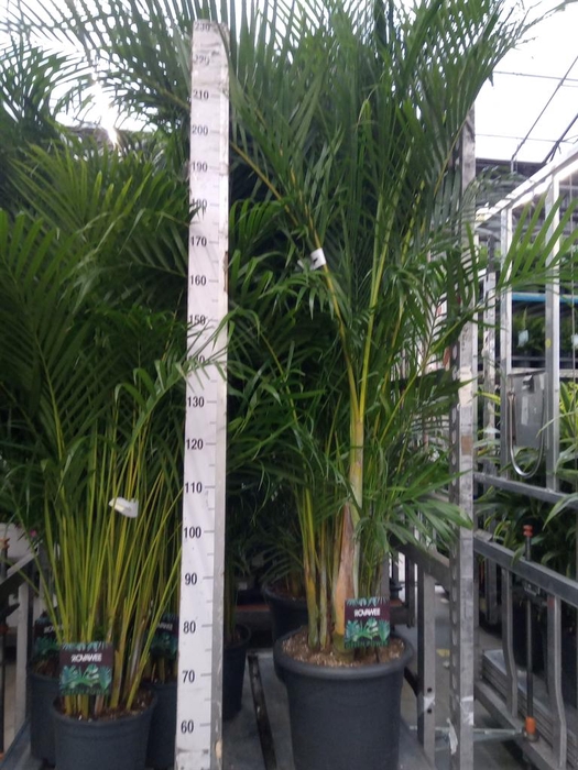 <h4>Dypsis lutescens   ...Chrysalidoca</h4>