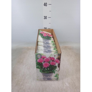 Dahlia   ...flowerbulbs