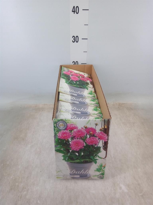 <h4>Dahlia   ...flowerbulbs</h4>