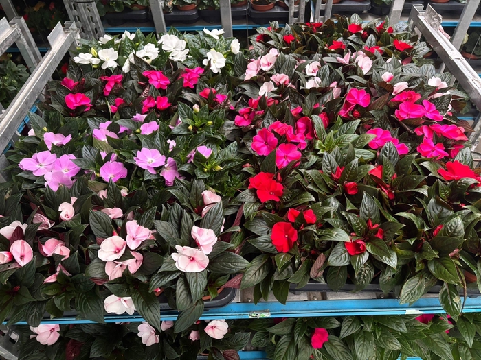 <h4>IMPAT NG MIXK 6 KL</h4>