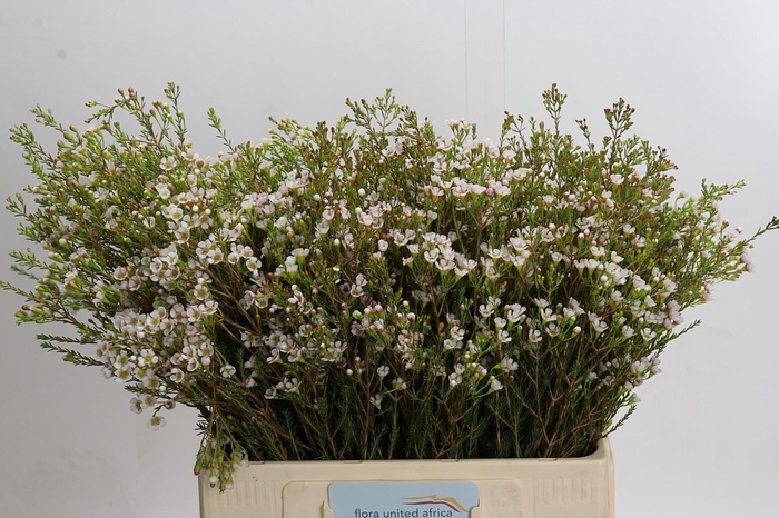 <h4>Chamelaucium Morning Delight</h4>