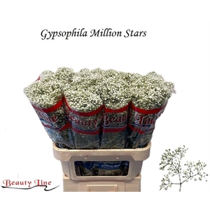 GYPS PA MILLION STAR