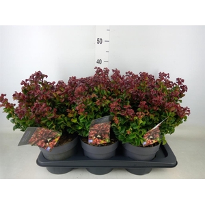 Leucothoe axillaris 'Curly Red'