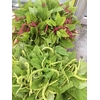 AMARARANTHUS