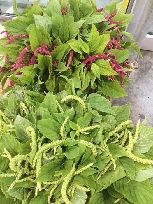 <h4>AMARARANTHUS</h4>